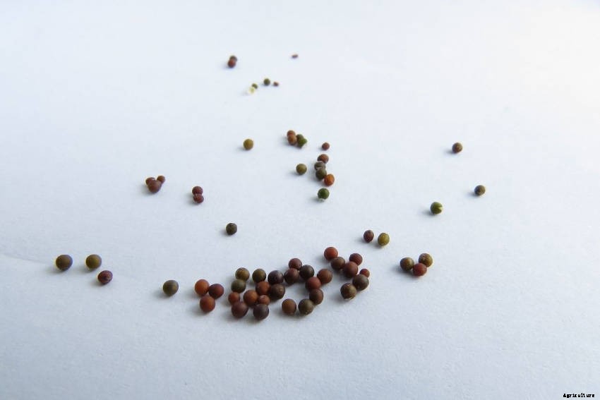 Mustard: More than Just a Spicy Condiment