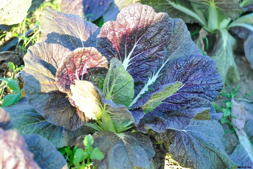 Mustard: More than Just a Spicy Condiment