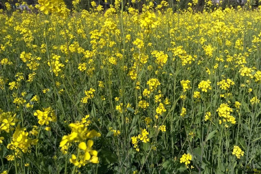 Mustard: More than Just a Spicy Condiment