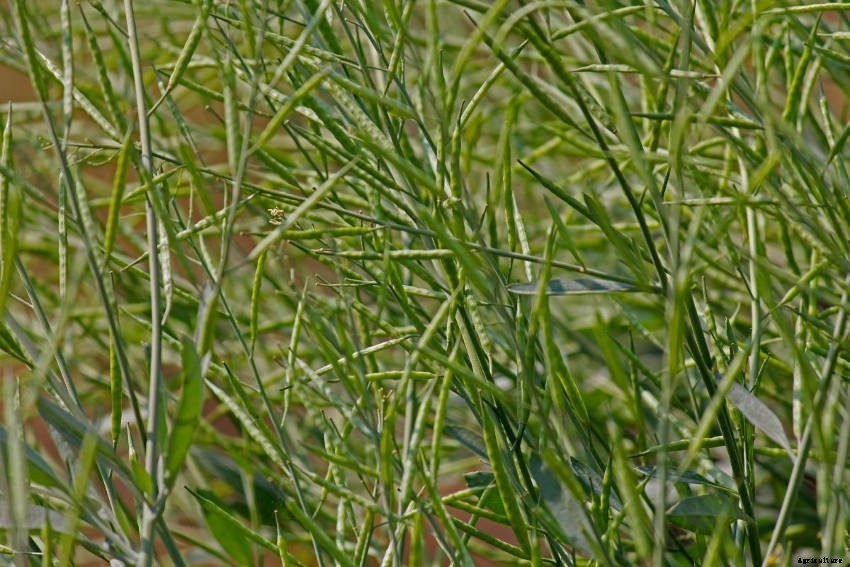 Mustard: More than Just a Spicy Condiment