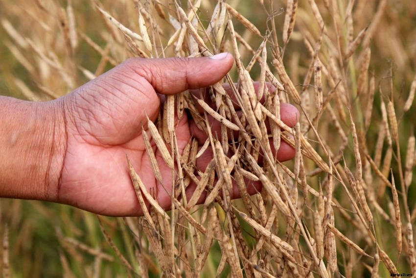 Mustard: More than Just a Spicy Condiment