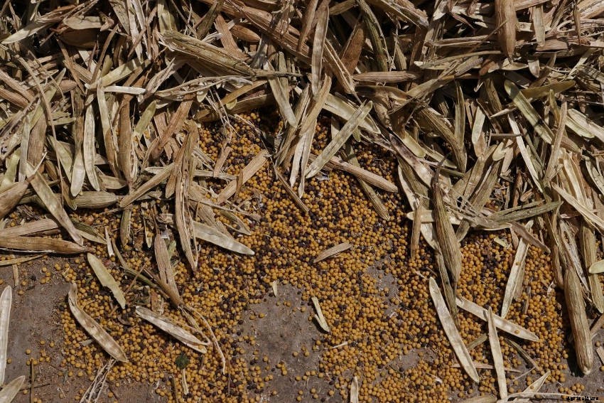 Mustard: More than Just a Spicy Condiment