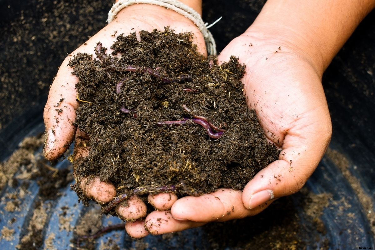 Worms, Vinegar, and Baking Soda: Testing Your Garden Soil the Old-Fashioned Way