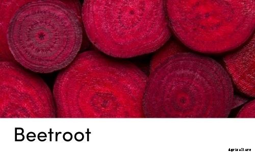 Garden Tips- April 2021