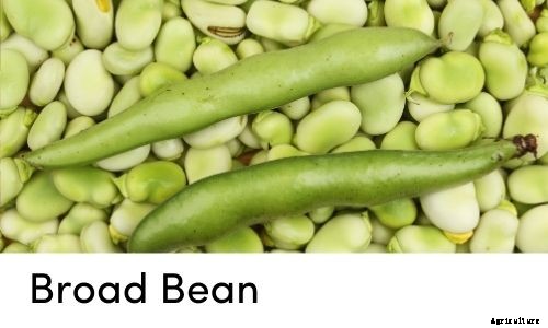 Garden Tips- April 2021