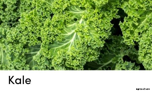 Garden Tips- April 2021