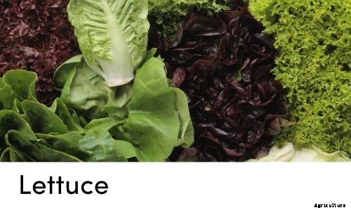 Garden Tips- April 2021