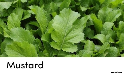 Garden Tips- April 2021