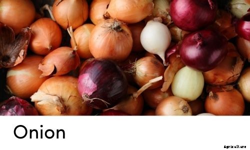 Garden Tips- April 2021