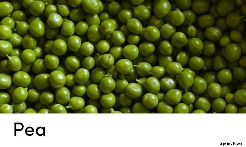 Garden Tips- April 2021