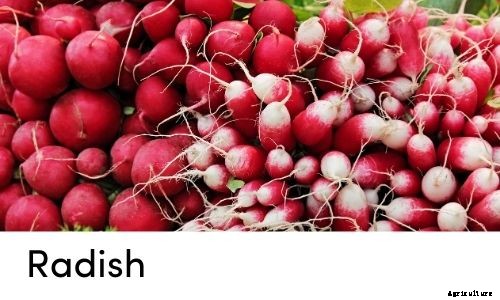 Garden Tips- April 2021