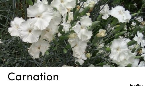 Garden Tips- April 2021