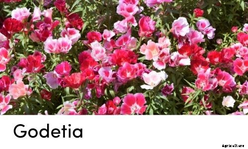 Garden Tips- April 2021