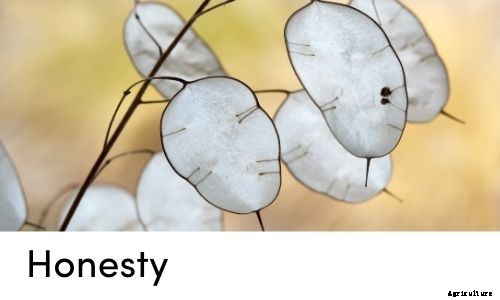 Garden Tips- April 2021