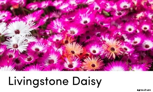 Garden Tips- April 2021