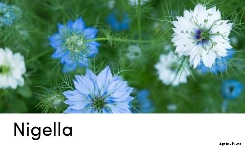 Garden Tips- April 2021