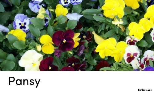 Garden Tips- April 2021