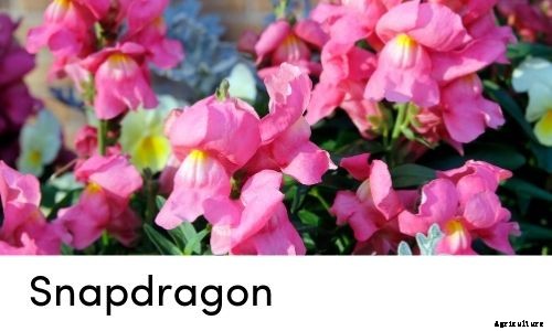 Garden Tips- April 2021