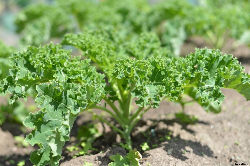 Kale: Much More Than a Superfood Cliche