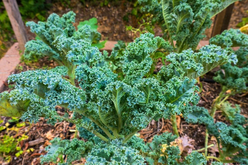 Kale: Much More Than a Superfood Cliche