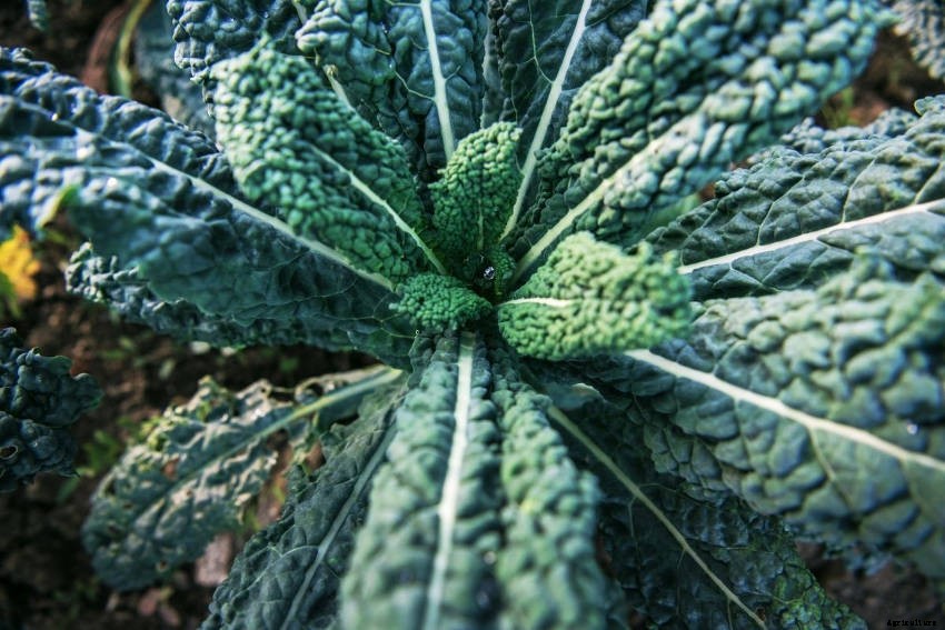 Kale: Much More Than a Superfood Cliche