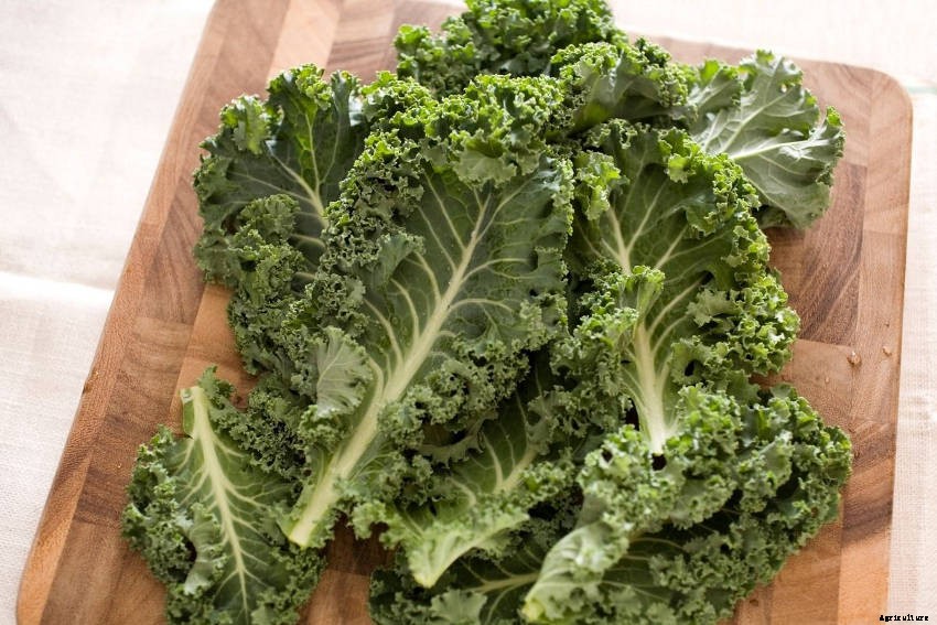 Kale: Much More Than a Superfood Cliche