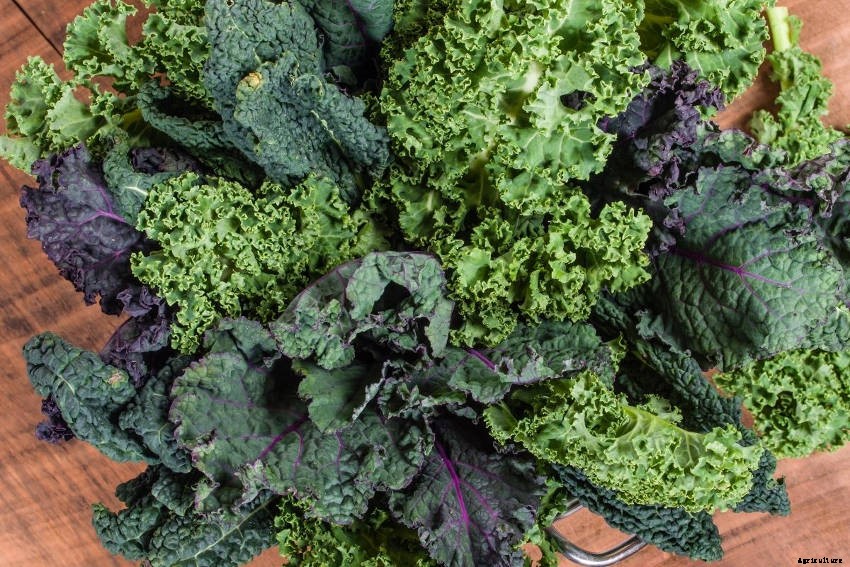 Kale: Much More Than a Superfood Cliche