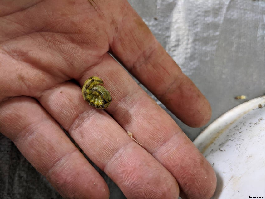 Armyworms: Preventing and Controlling Their Damage