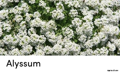 Garden Tips- March 2021