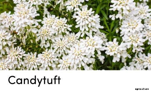 Garden Tips- March 2021