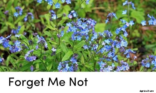 Garden Tips- March 2021