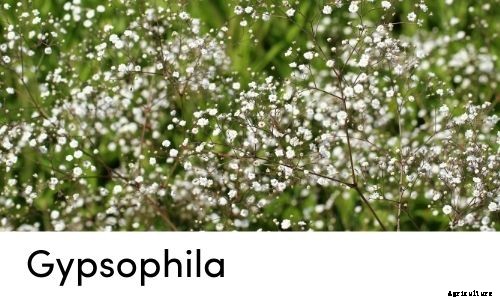 Garden Tips- March 2021