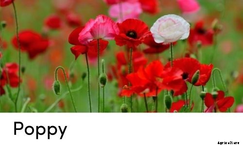 Garden Tips- March 2021