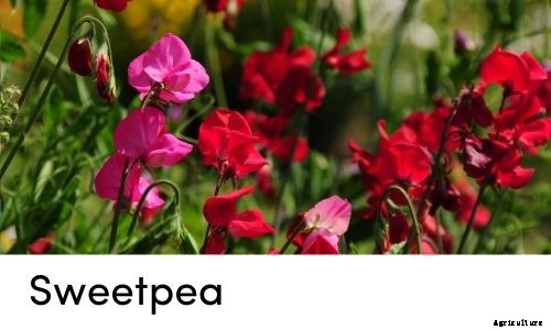 Garden Tips- March 2021