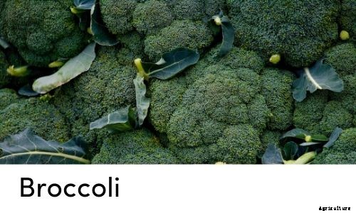 Garden Tips- March 2021