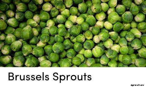 Garden Tips- March 2021