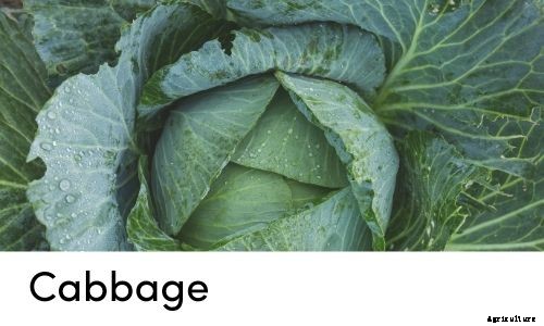 Garden Tips- March 2021