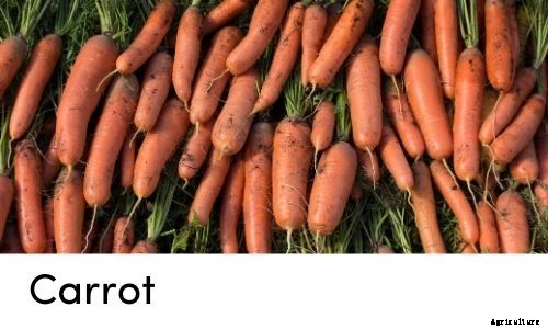 Garden Tips- March 2021