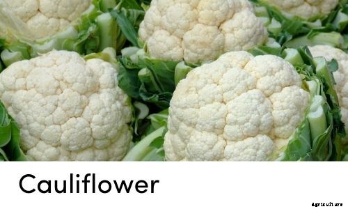 Garden Tips- March 2021