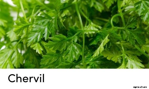 Garden Tips- March 2021