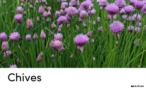 Garden Tips- March 2021