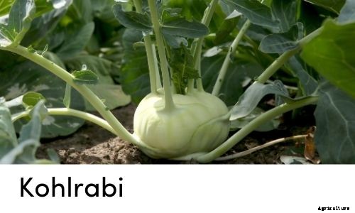 Garden Tips- March 2021