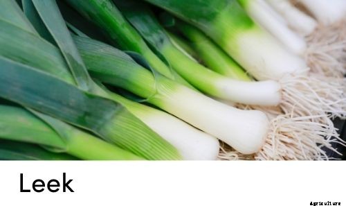 Garden Tips- March 2021