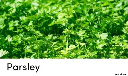 Garden Tips- March 2021