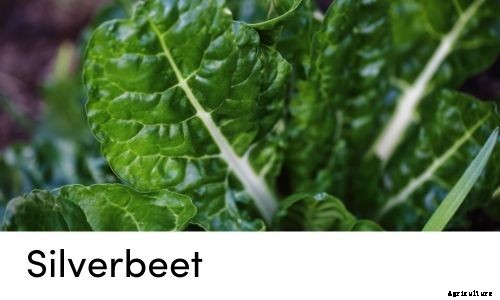 Garden Tips- March 2021