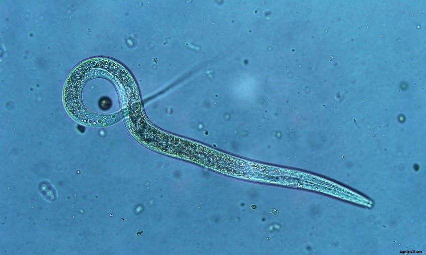 Plant-Parasitic Nematodes