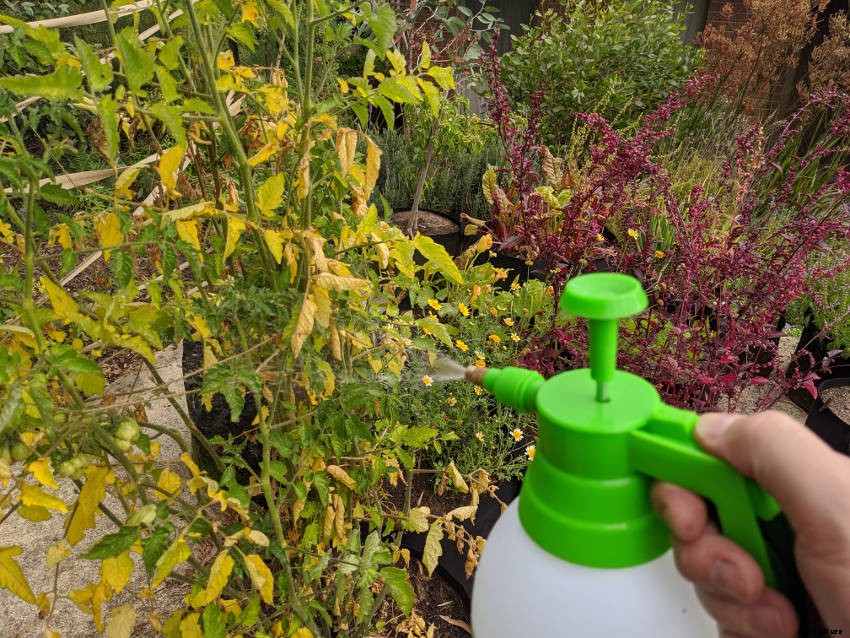 Foliar Feeding: Fast Nutrition for Your Plants