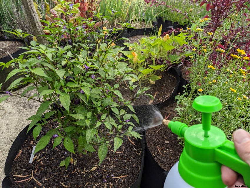 Foliar Feeding: Fast Nutrition for Your Plants