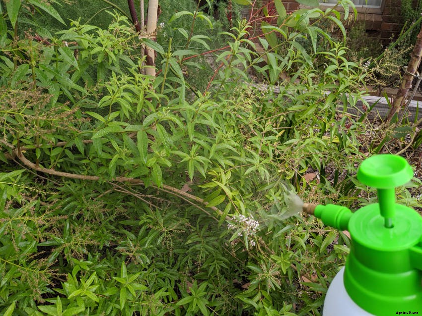 Foliar Feeding: Fast Nutrition for Your Plants