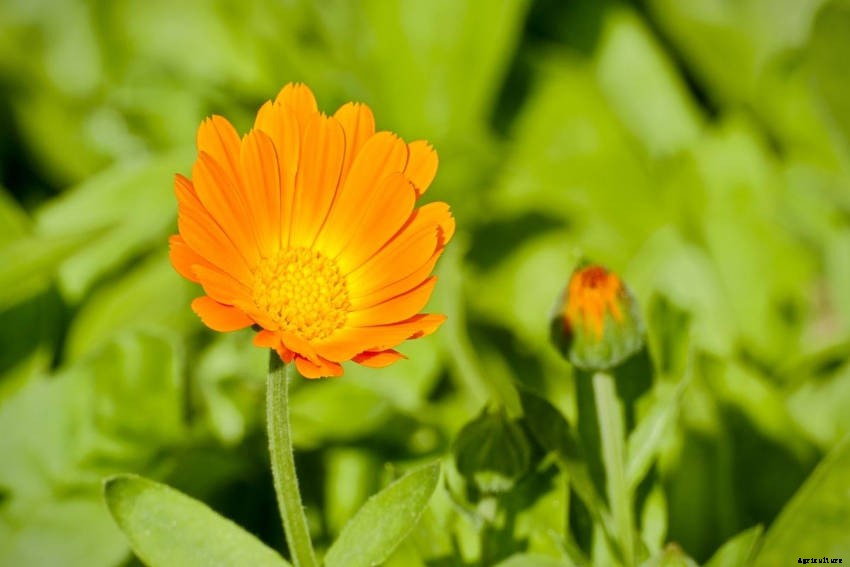 Calendula Officinalis: A Versatile, Colourful Flower